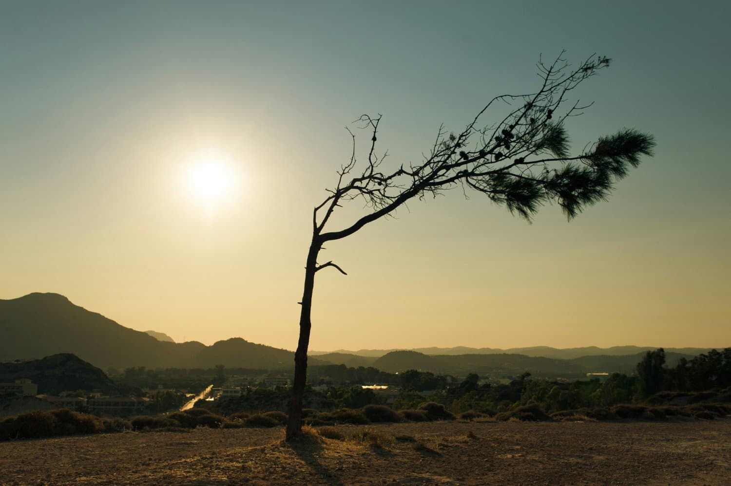 The Great Green Hope: Are Trees The Ultimate Climate Hack?